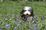 BEARDED COLLIE 227